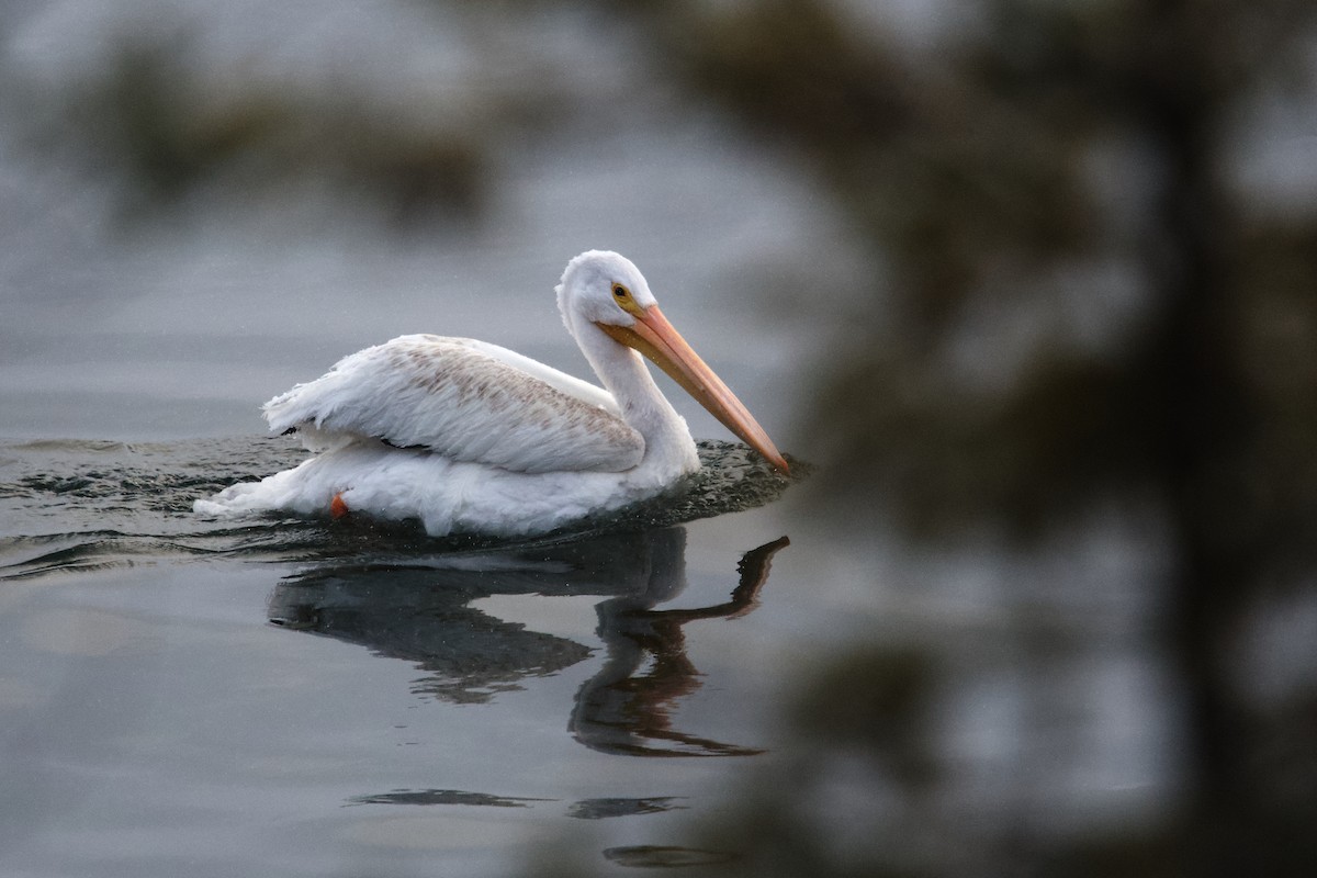 American White Pelican - ML646385312