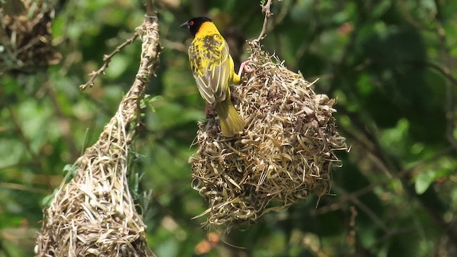 Village Weaver - ML646385313