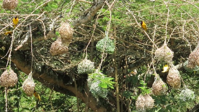 Village Weaver - ML646385314