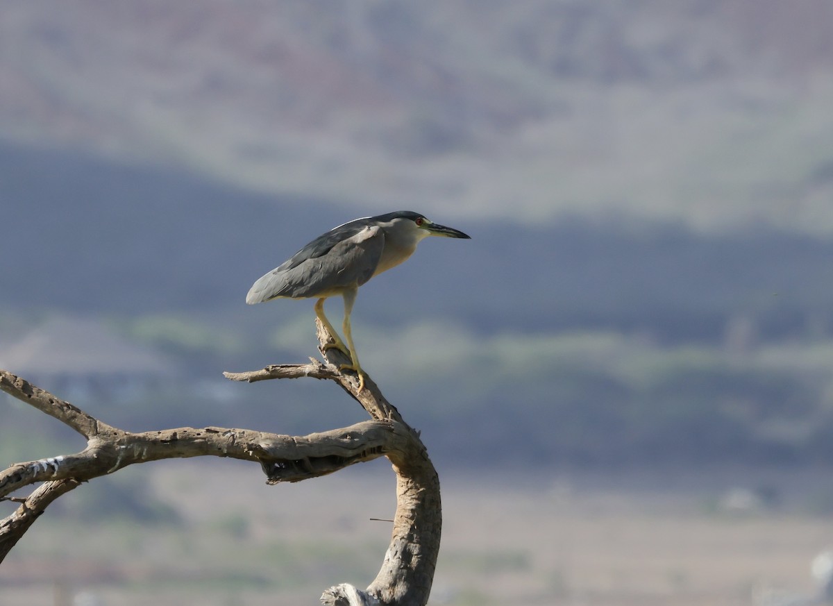 Black-crowned Night Heron - ML646385315