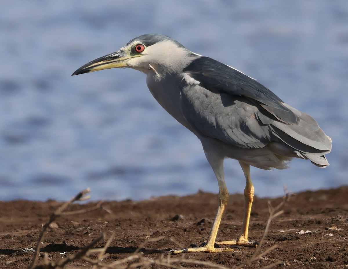 Black-crowned Night Heron - ML646385316