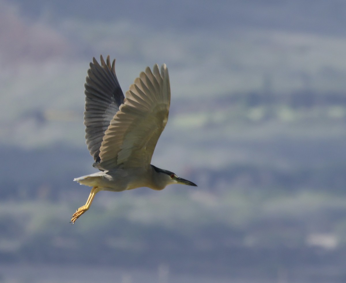 Black-crowned Night Heron - ML646385317