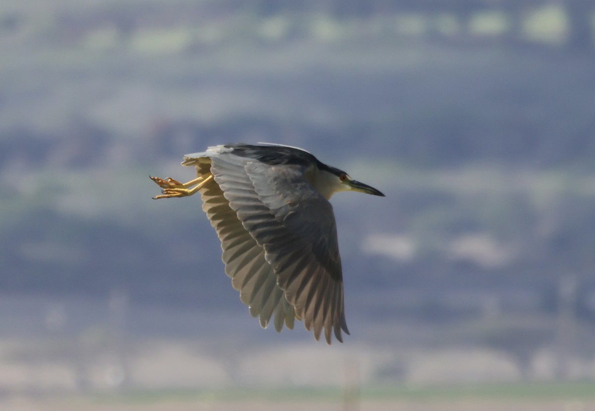 Black-crowned Night Heron - ML646385319