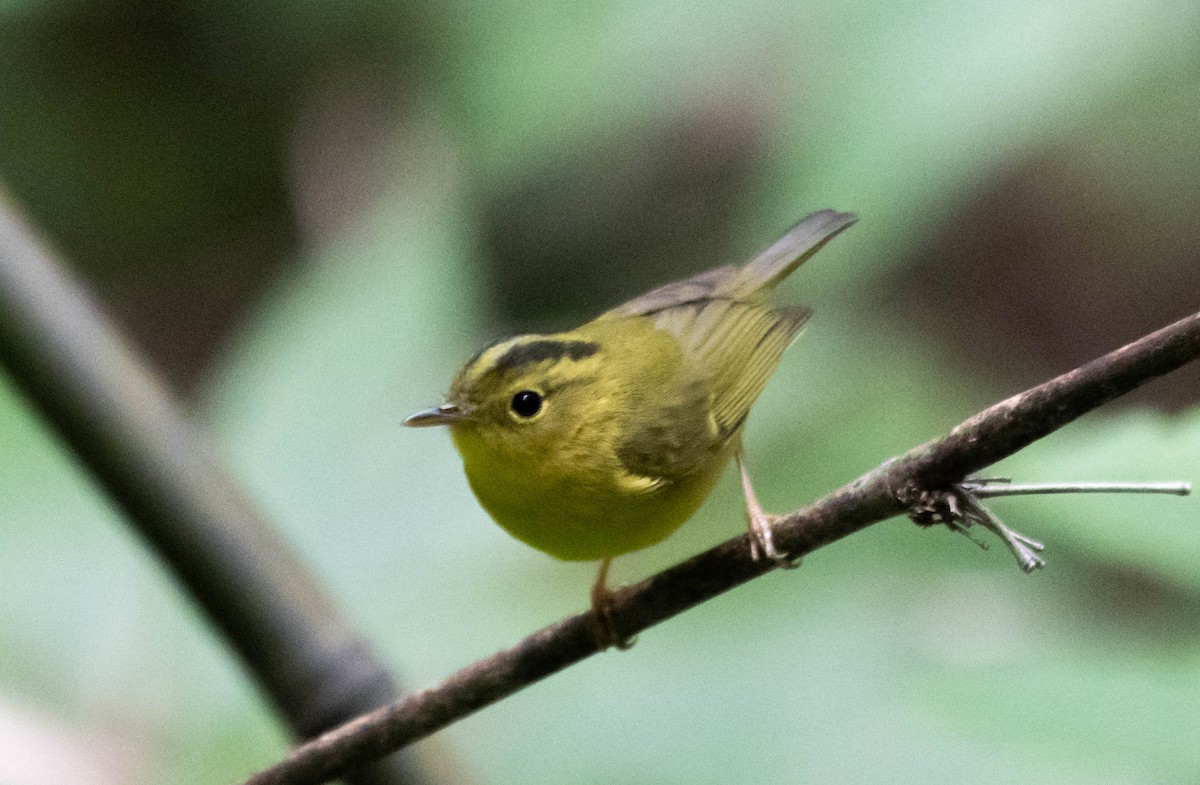 Green-crowned/Whistler's Warbler - ML646385325