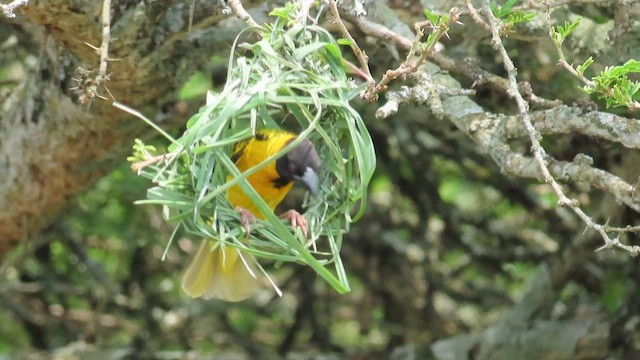 Village Weaver - ML646385326