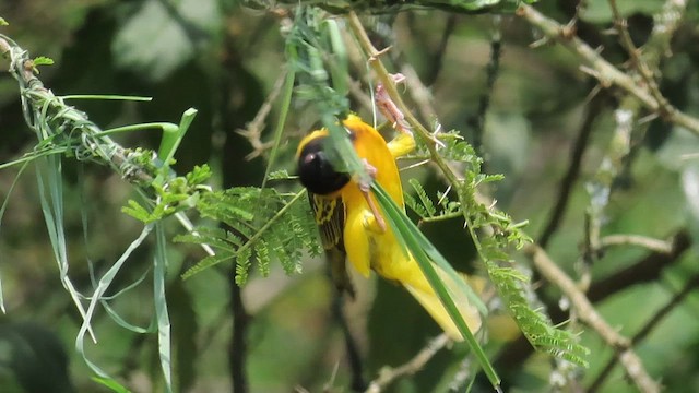 Village Weaver - ML646385327