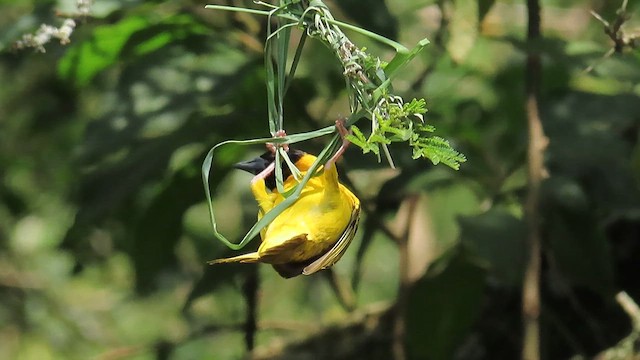 Village Weaver - ML646385333