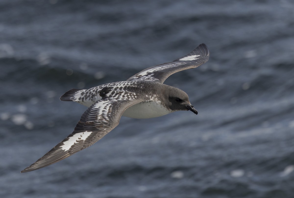 Pintado Petrel (Antarctic) - ML646385336