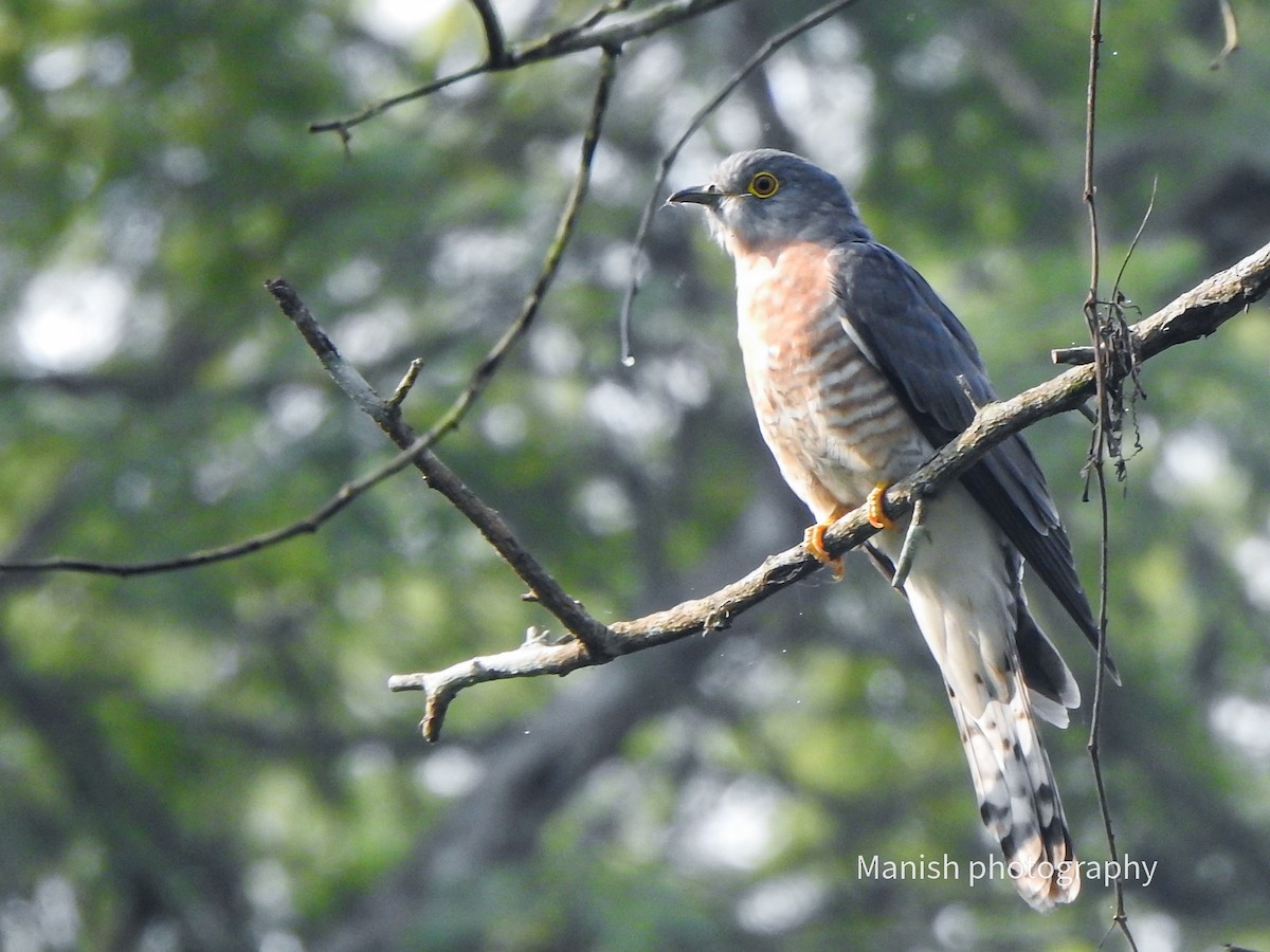 Common Hawk-Cuckoo - ML646385337