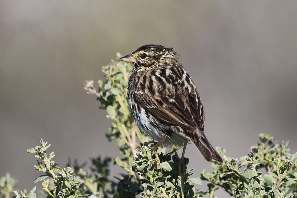 Savannah Sparrow - ML646385341