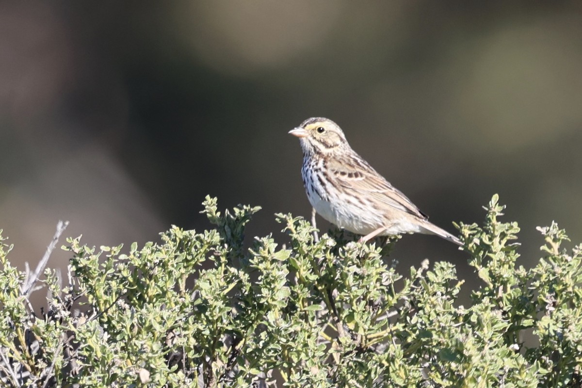 Savannah Sparrow - ML646385342