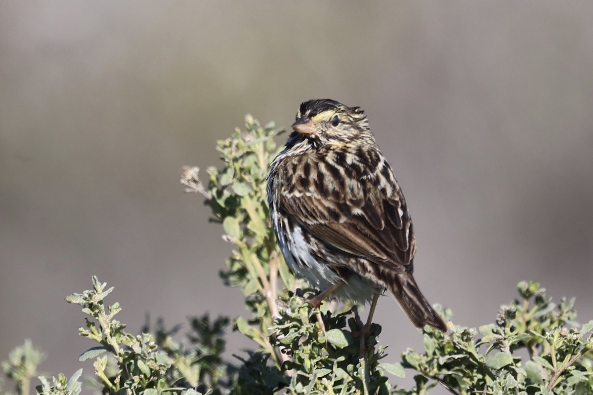 Savannah Sparrow - ML646385343