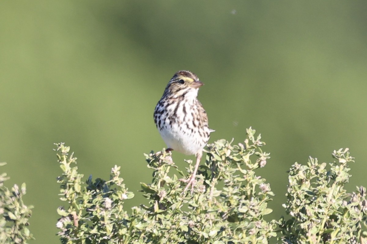 Savannah Sparrow - ML646385345