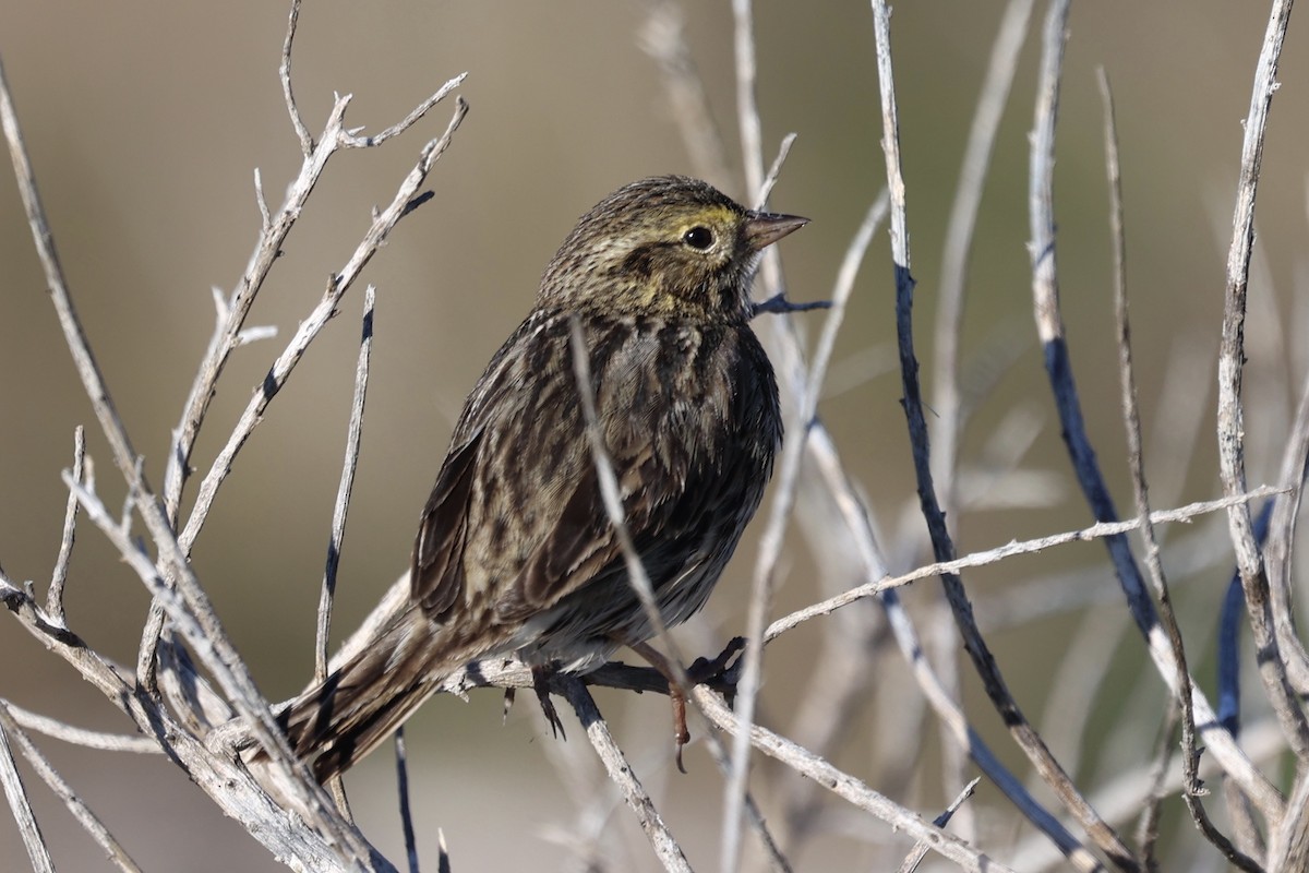 Savannah Sparrow - ML646385346