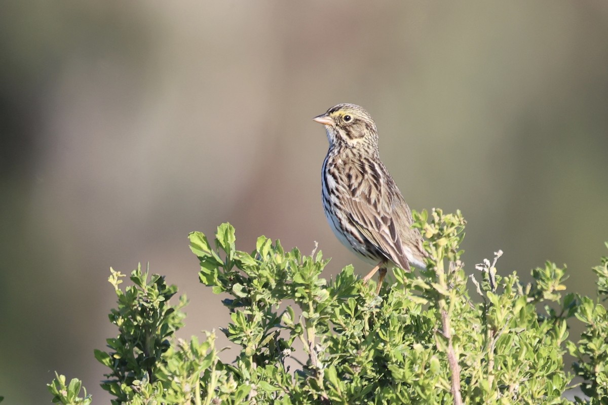 Savannah Sparrow - ML646385348