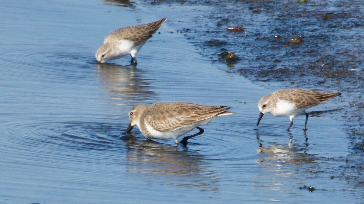 Western Sandpiper - ML646385351