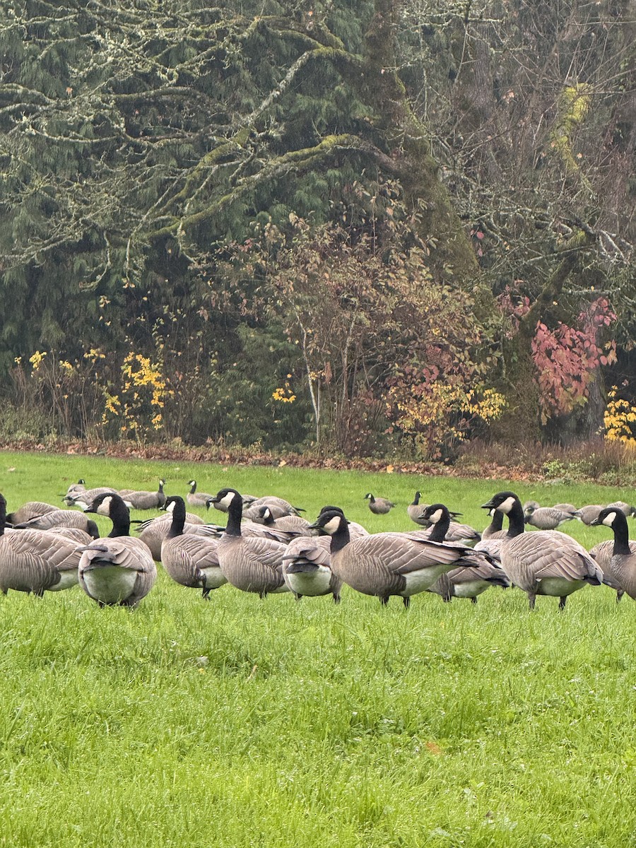 polargås - ML646385352