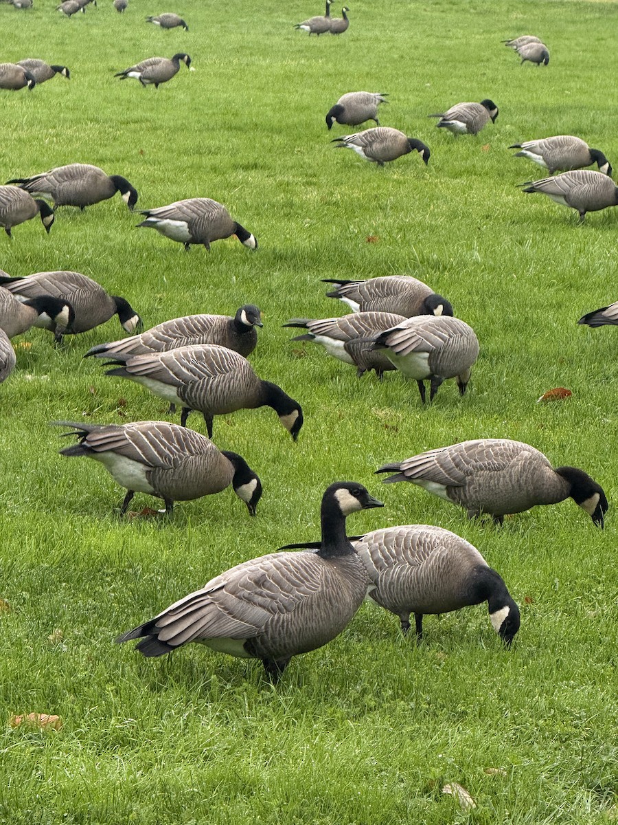 polargås - ML646385353