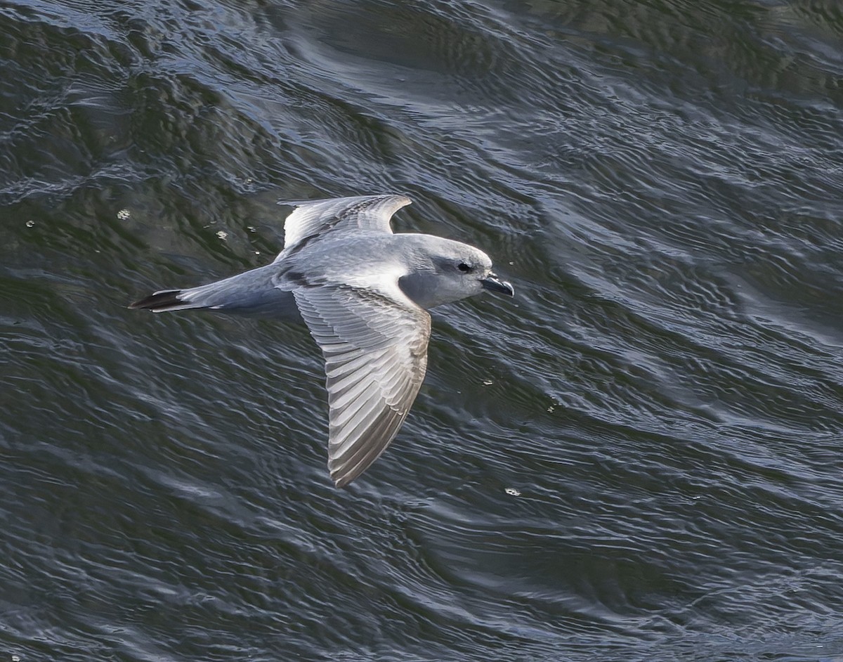 Fairy Prion - ML646385354