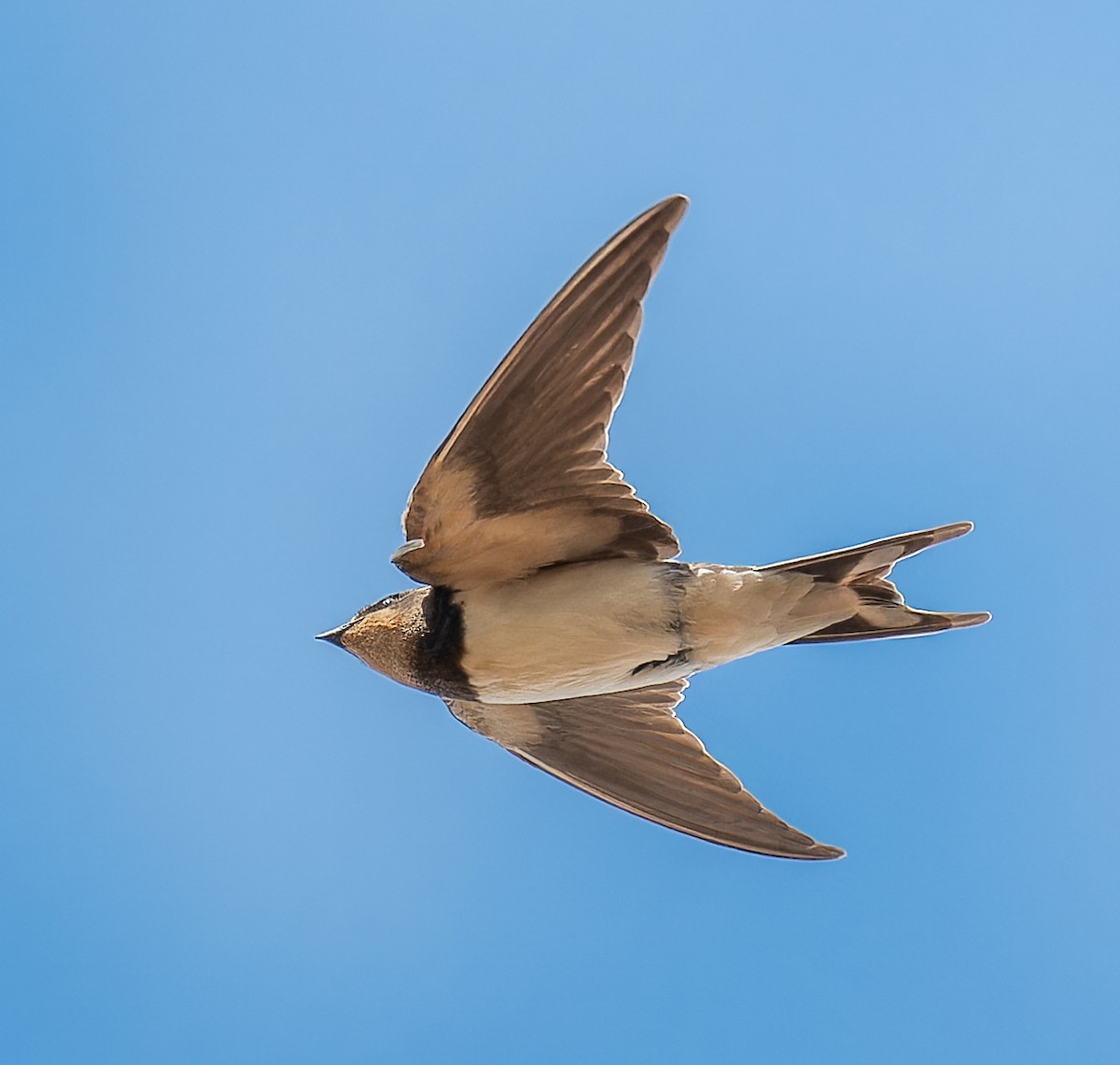 Ластівка сільська - ML646385356