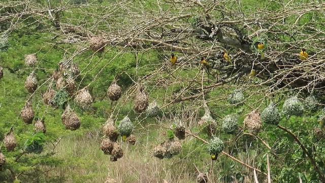 Village Weaver - ML646385357