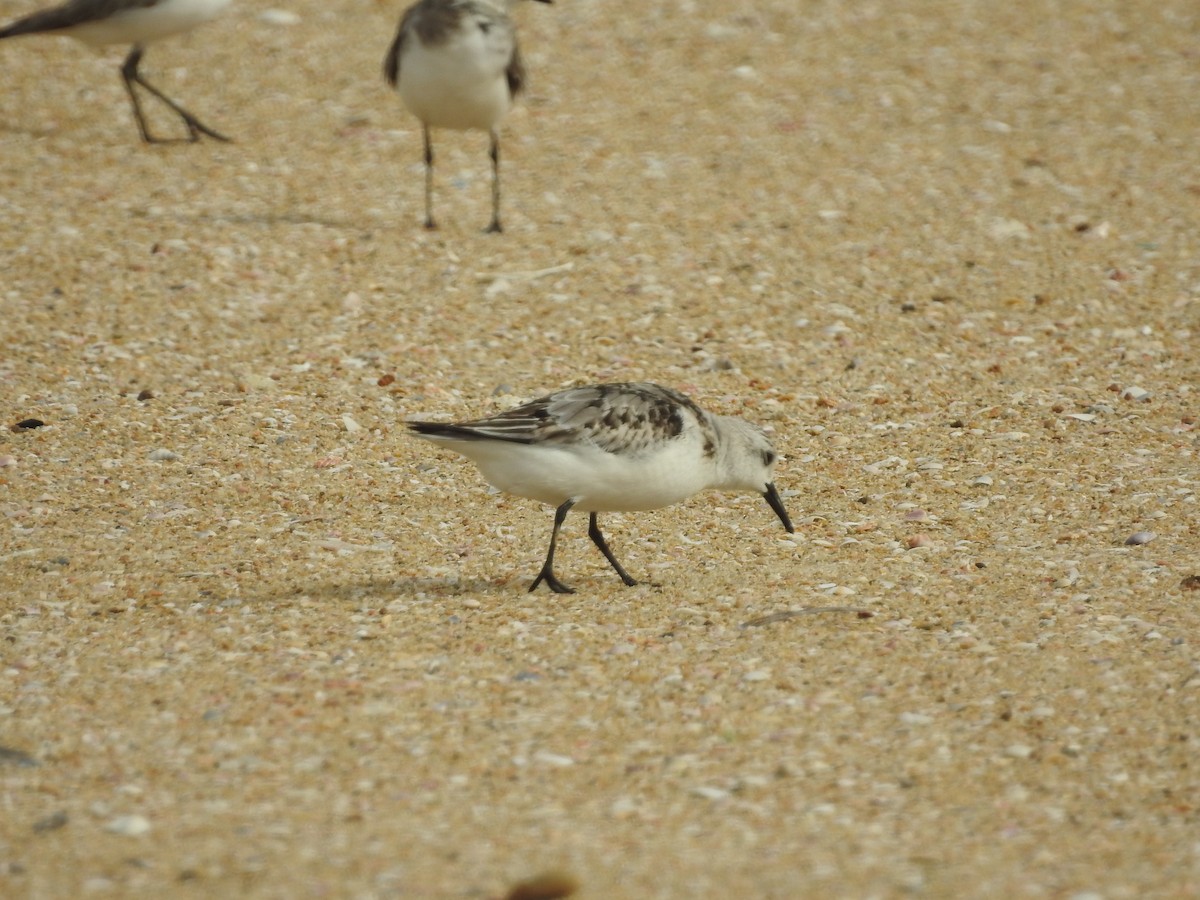 Sanderling - ML646385359