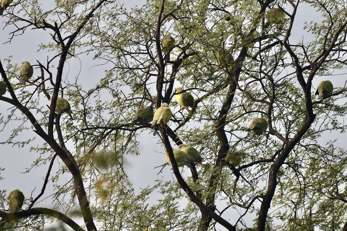 Yellow-footed Green-Pigeon - ML646385363
