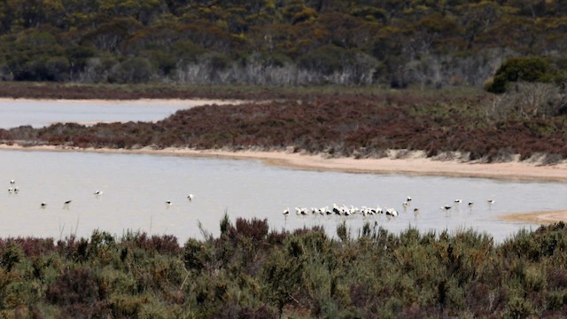 Banded Stilt - ML646385364