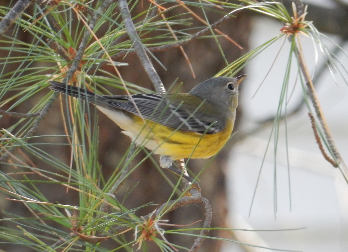 magnoliaparula - ML646385365