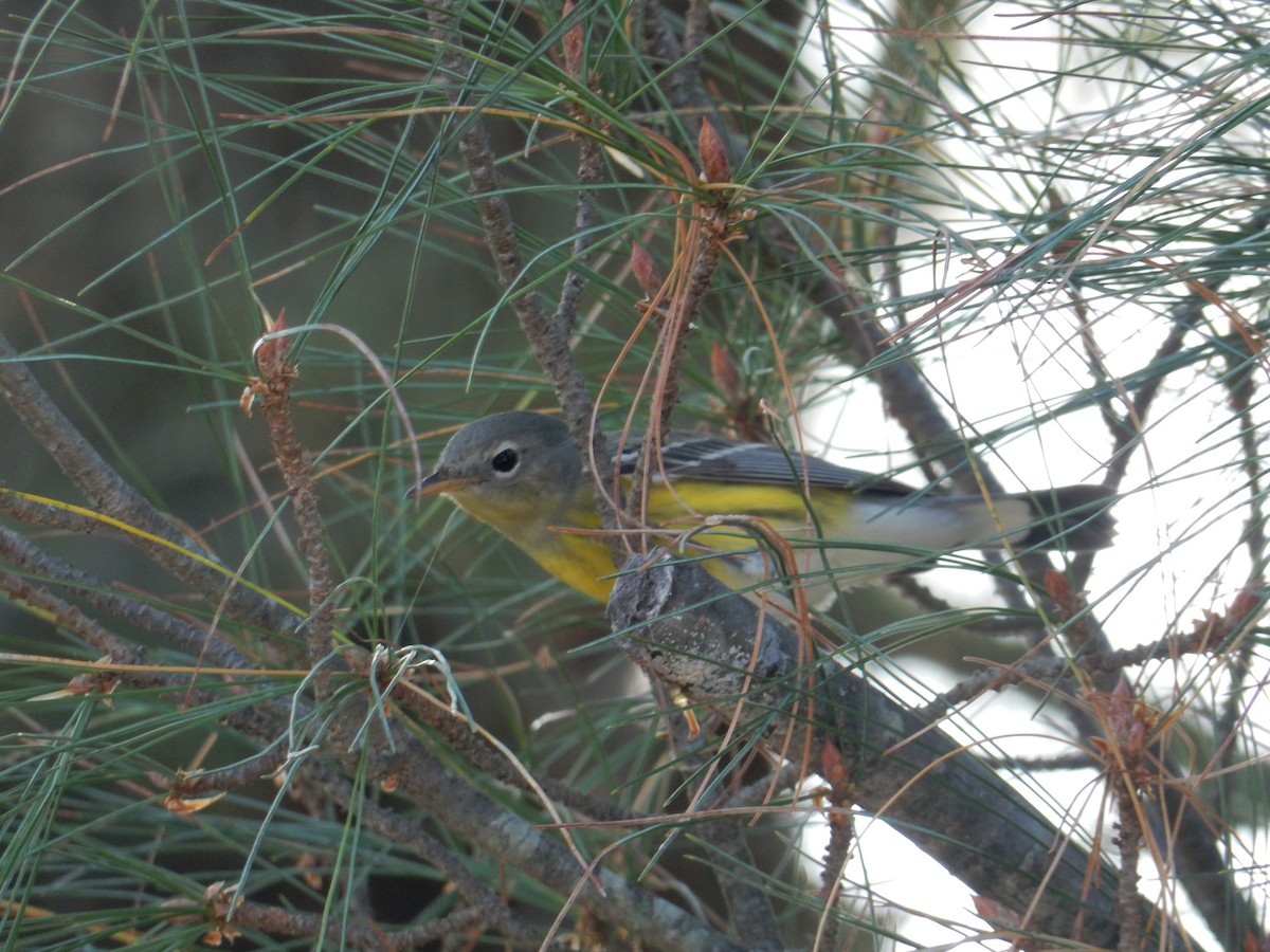 magnoliaparula - ML646385366