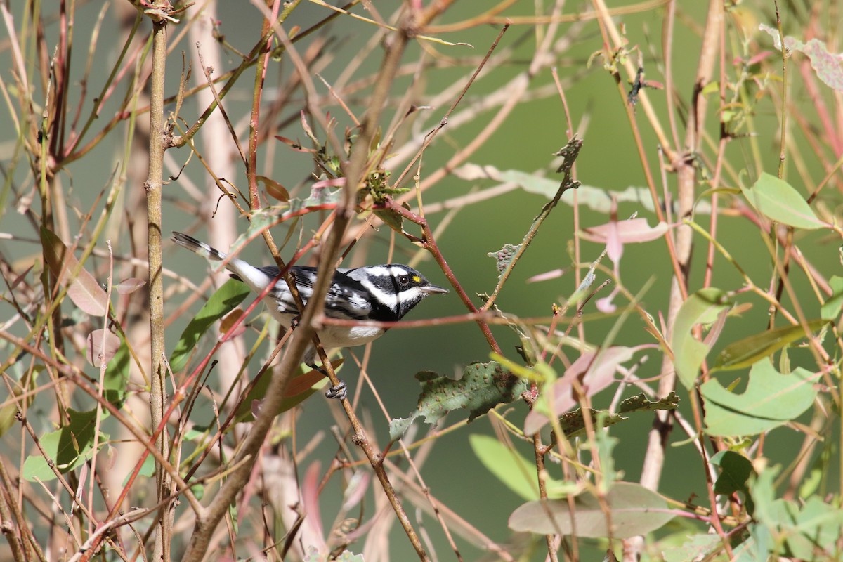 Black-throated Gray Warbler - ML646385367