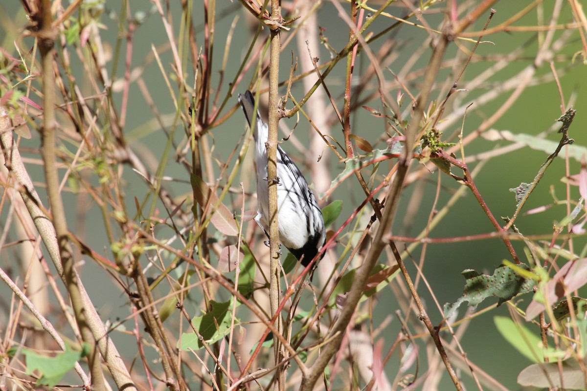 Black-throated Gray Warbler - ML646385368