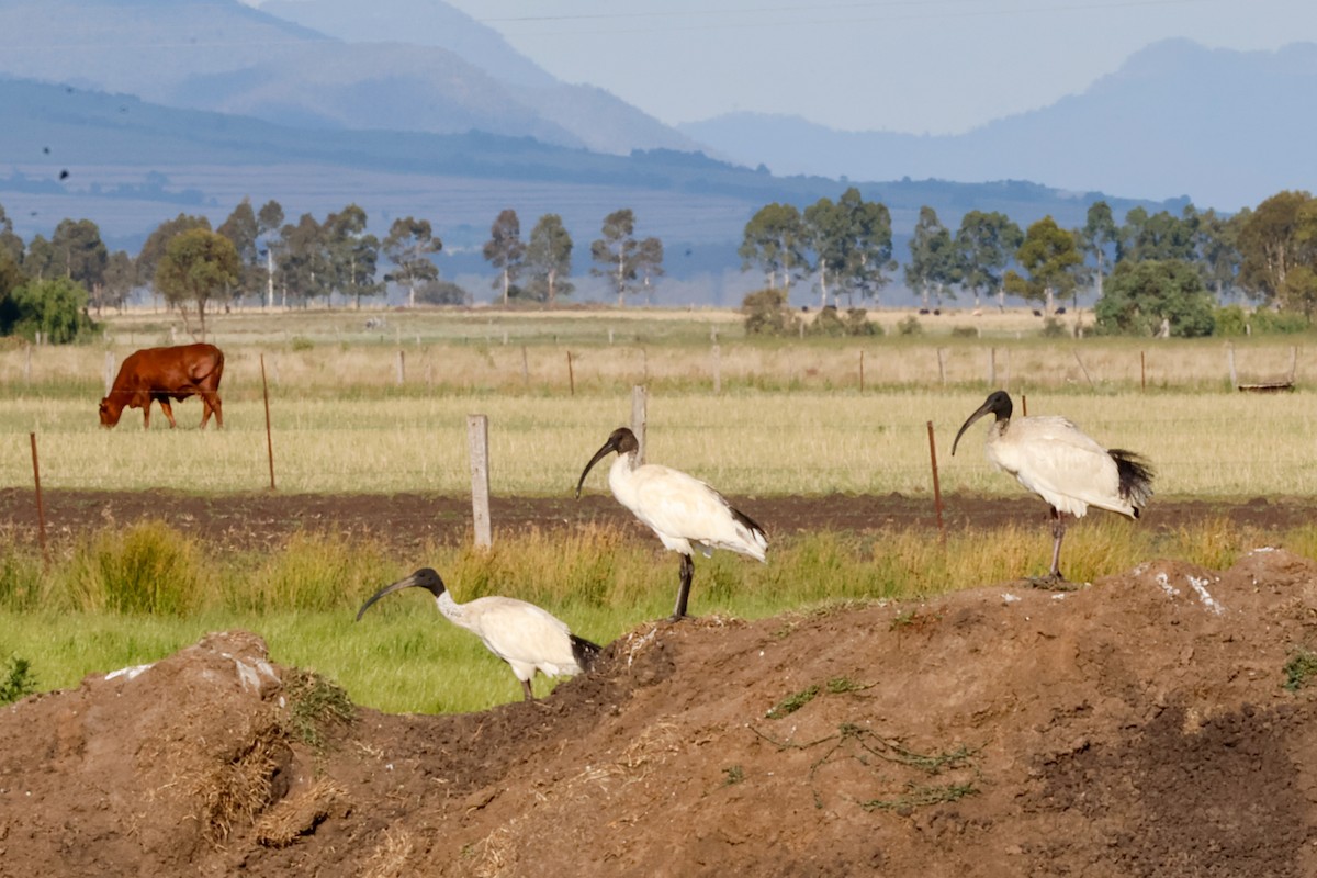 australibis - ML646385369