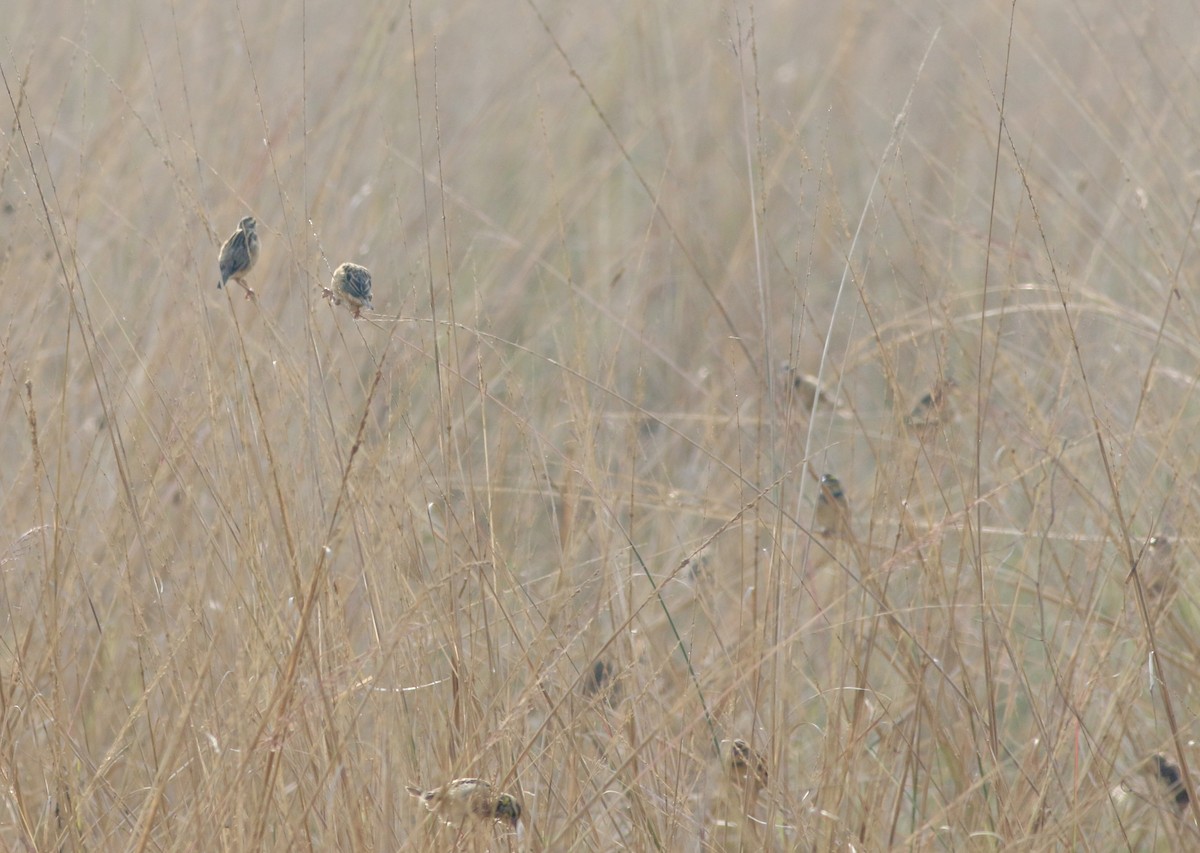 Black-breasted Weaver - ML646385371