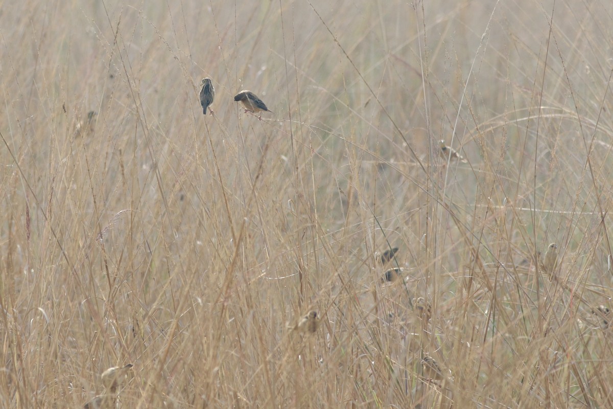 Black-breasted Weaver - ML646385372