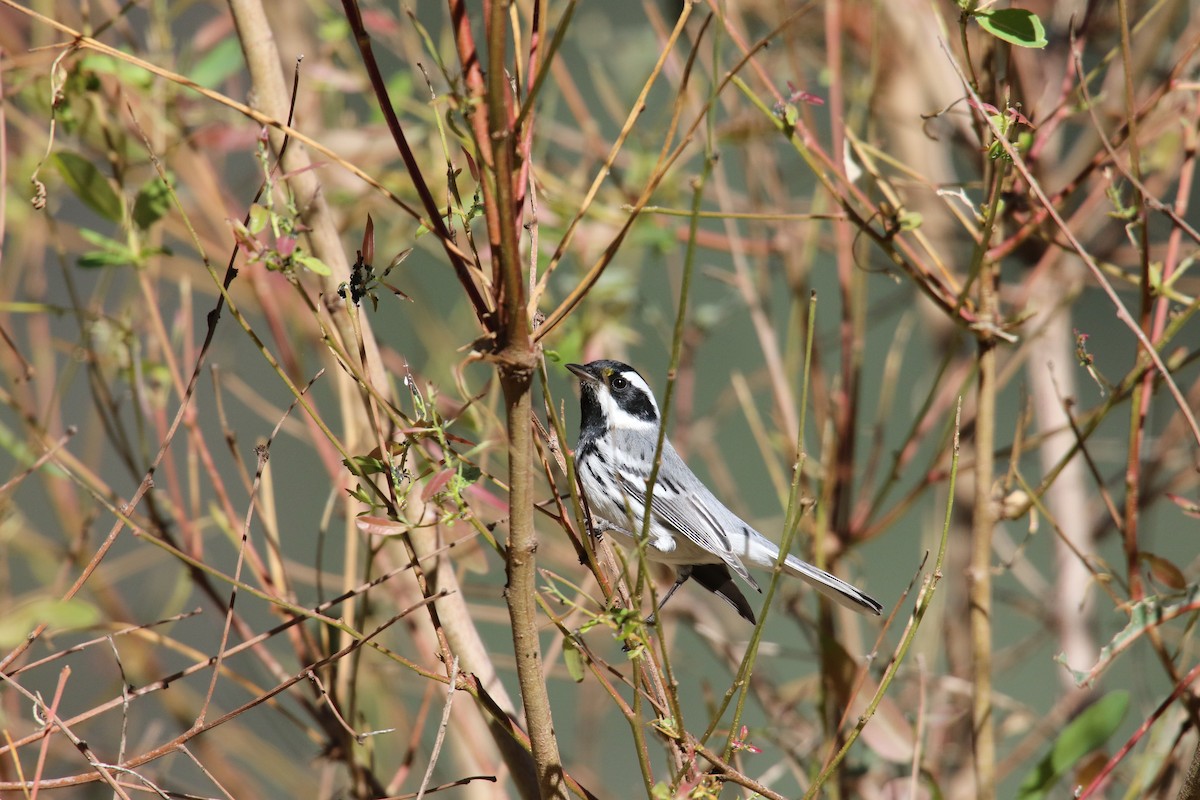 Black-throated Gray Warbler - ML646385374