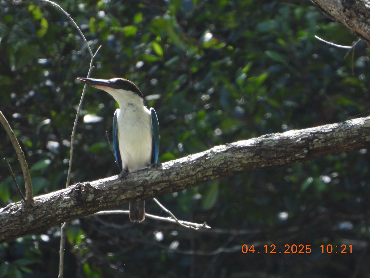 Torresian Kingfisher - ML646385376