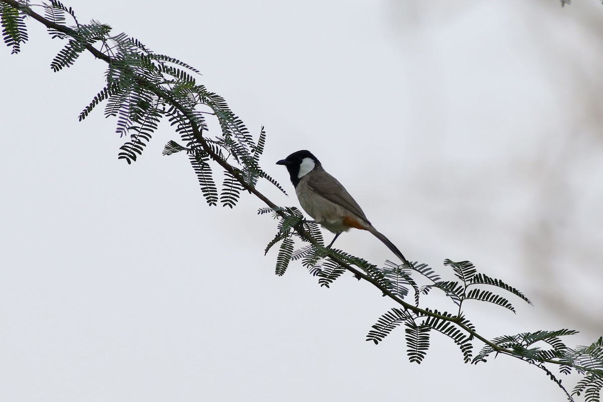 White-eared Bulbul - ML646385378