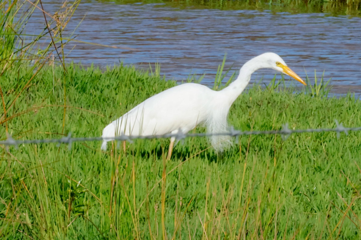 brudehegre - ML646385379