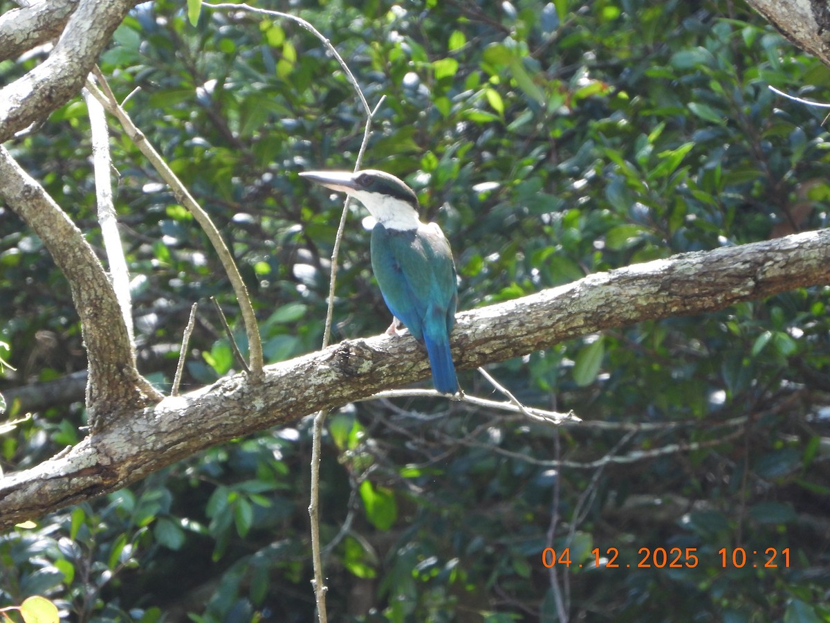 Torresian Kingfisher - ML646385381