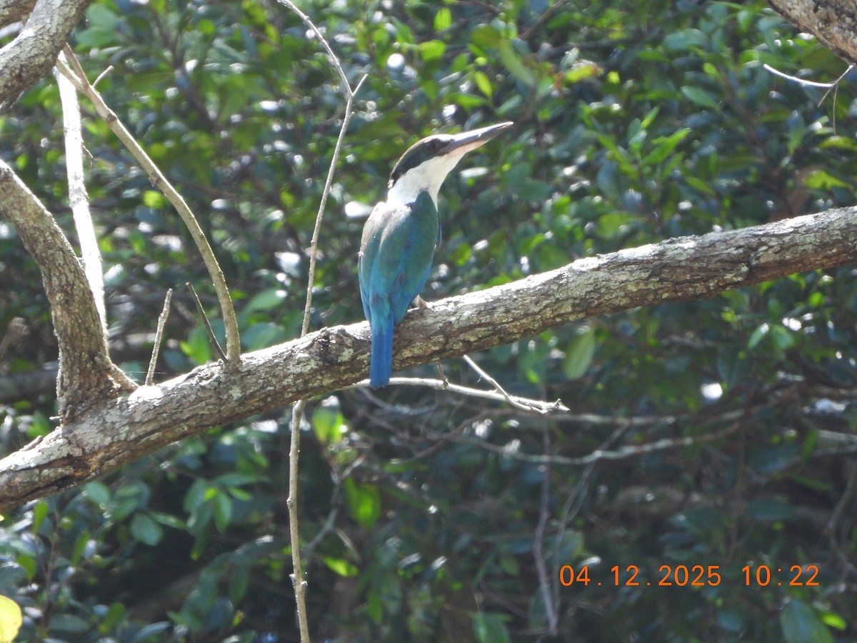 Torresian Kingfisher - ML646385382