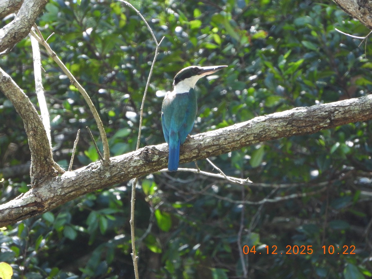 Torresian Kingfisher - ML646385383
