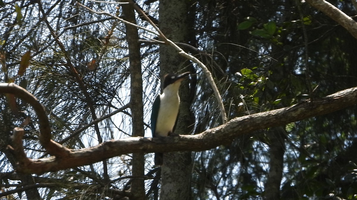 Torresian Kingfisher - ML646385384