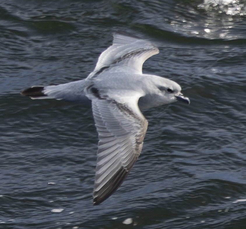 Fairy Prion - ML646385385