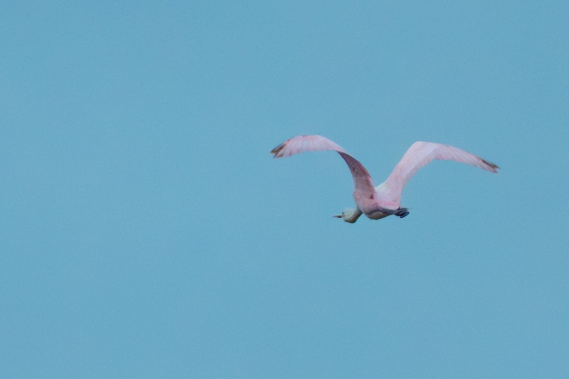 Roseate Spoonbill - ML646385386