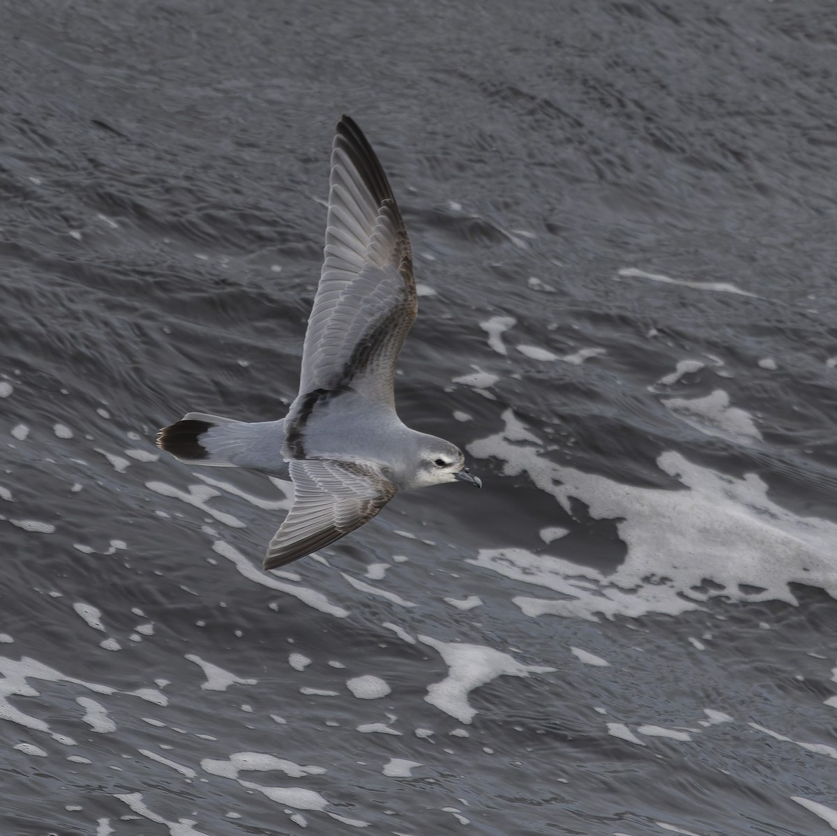 Fairy Prion - ML646385389