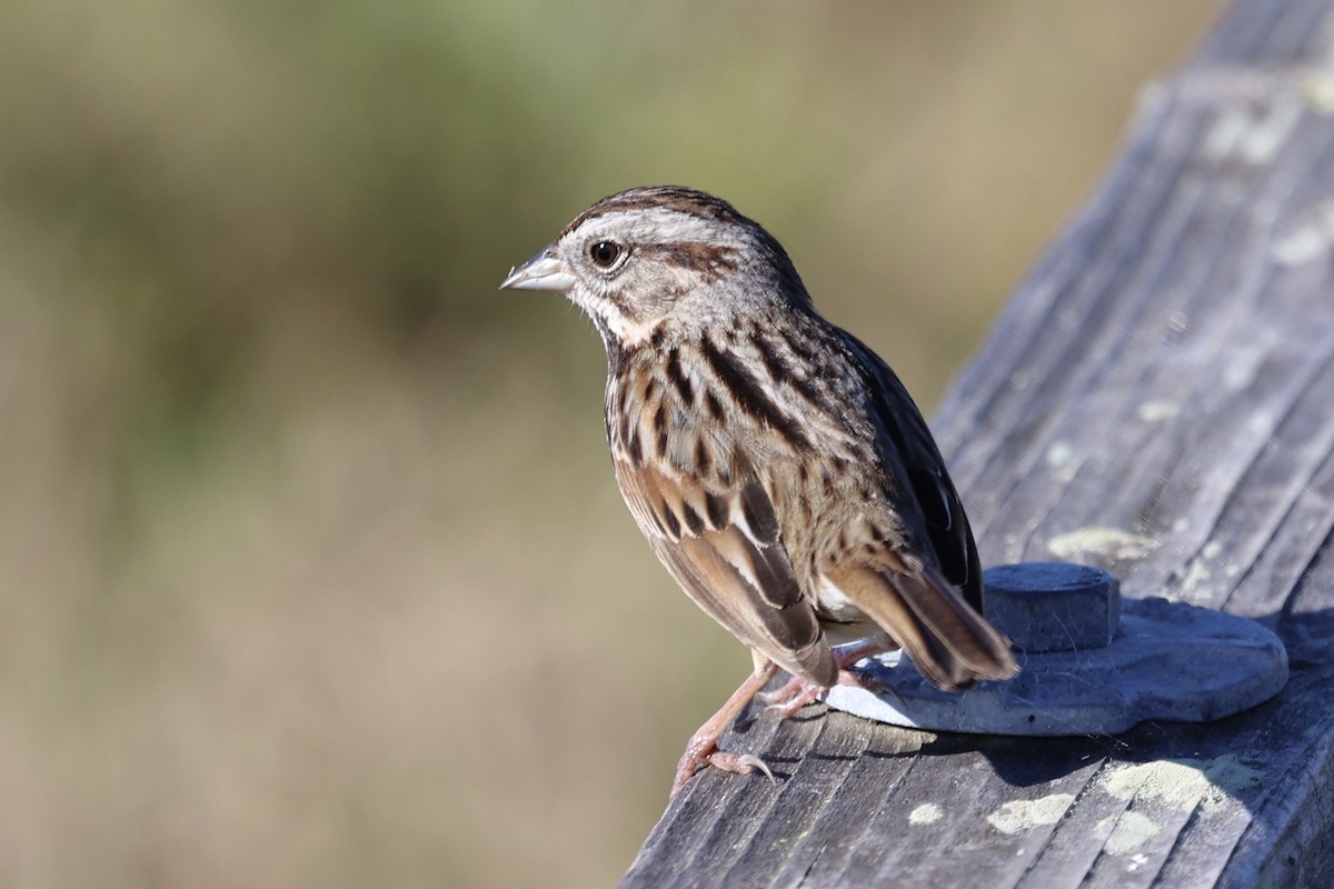 Song Sparrow - ML646385390