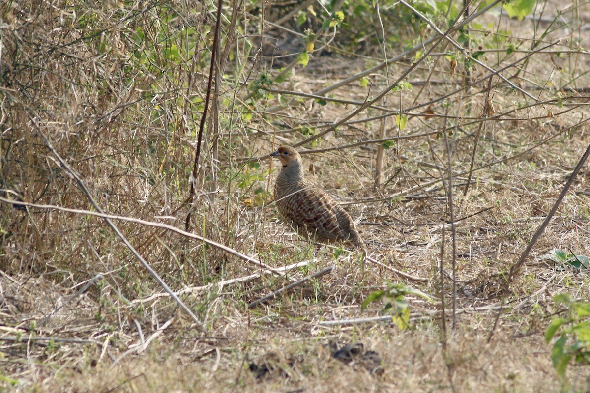 Gray Francolin - ML646385392