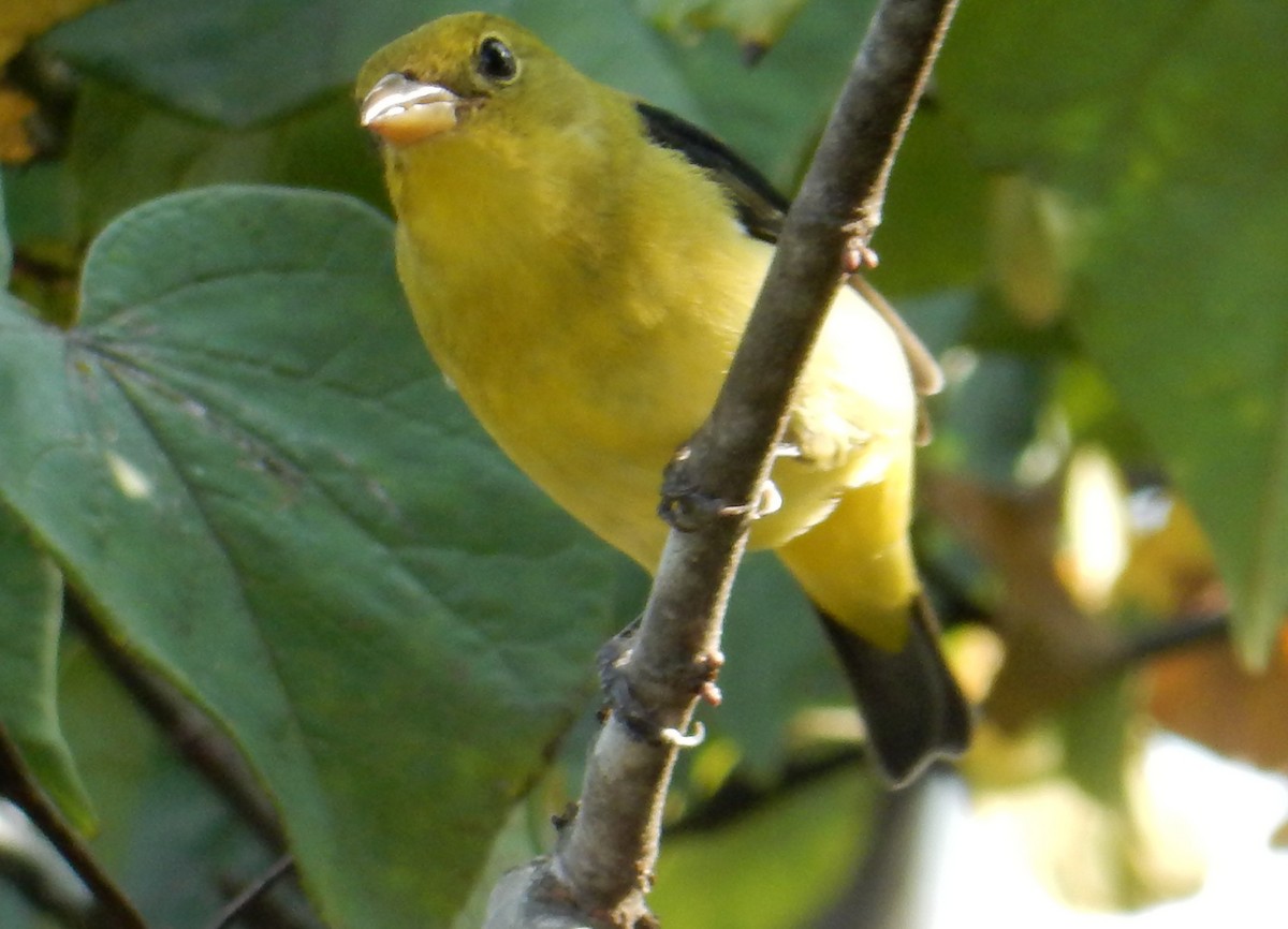 rødpiranga - ML646385393