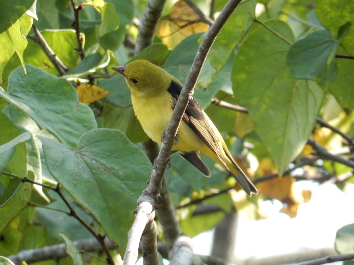 rødpiranga - ML646385394